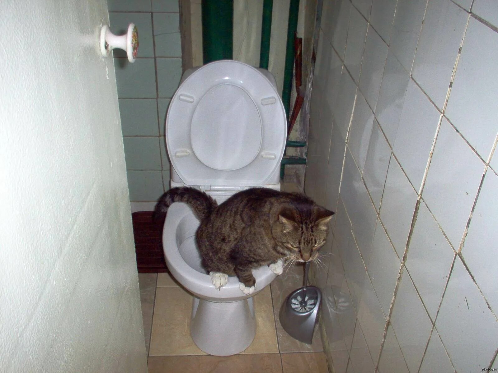Часто гоняет в туалет. Кот в туалете. Которые ходят в туалет. Котики ходят в туалет.