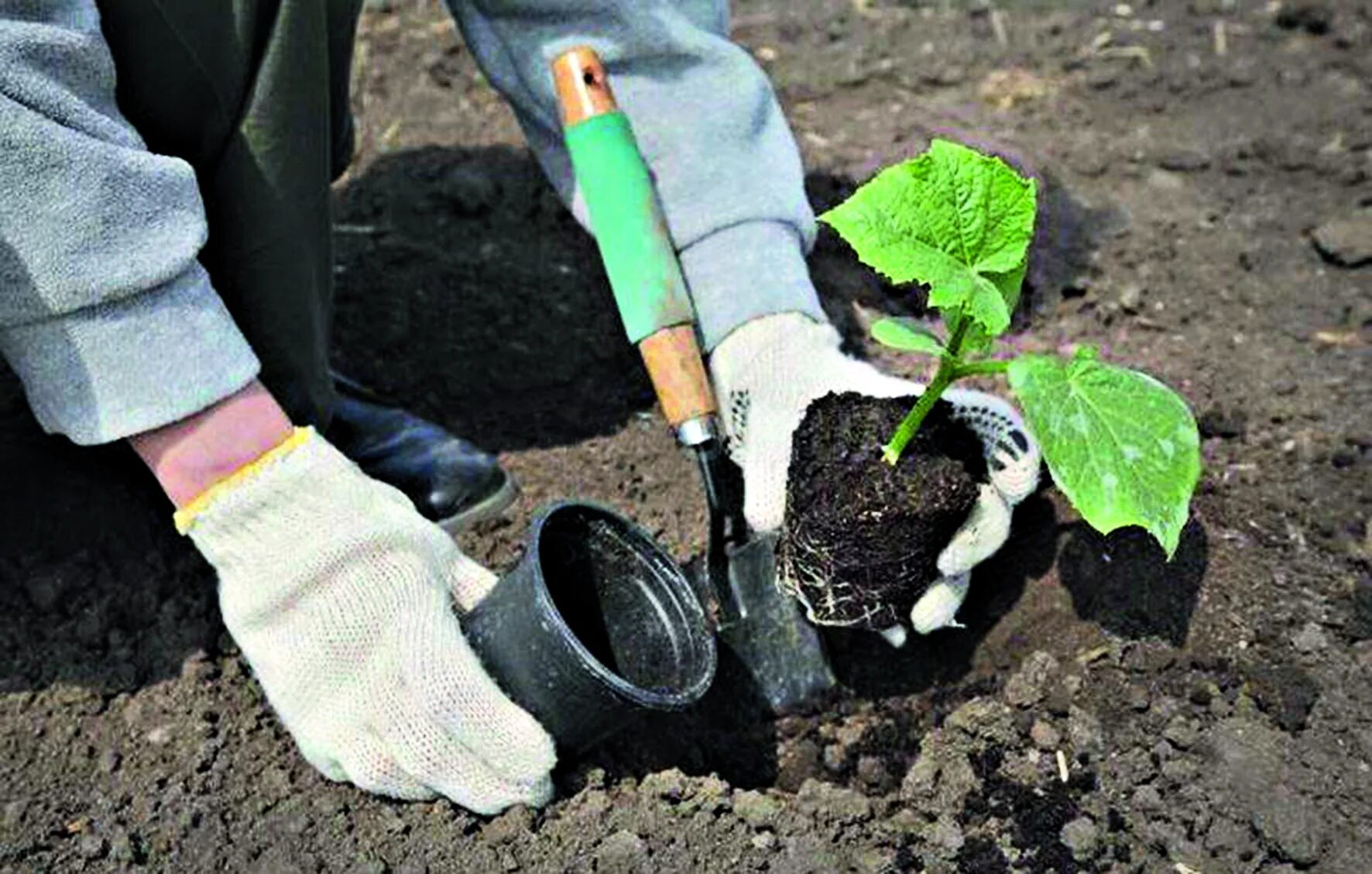 Высадка рассады огурцов в открытый. Высаживание рассады огурцов. Высадка рассады в грунт. Высаженная рассада в грунте. Посадка рассады в открытый грунт.