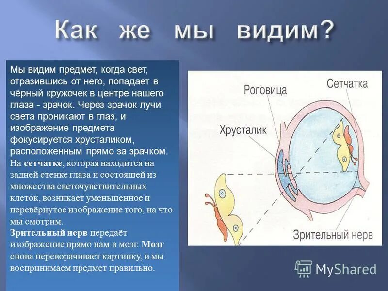 Что воспринимает световое изображение прошедшее через зрачок