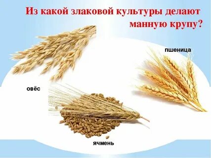 Манная каша из какой крупы делается