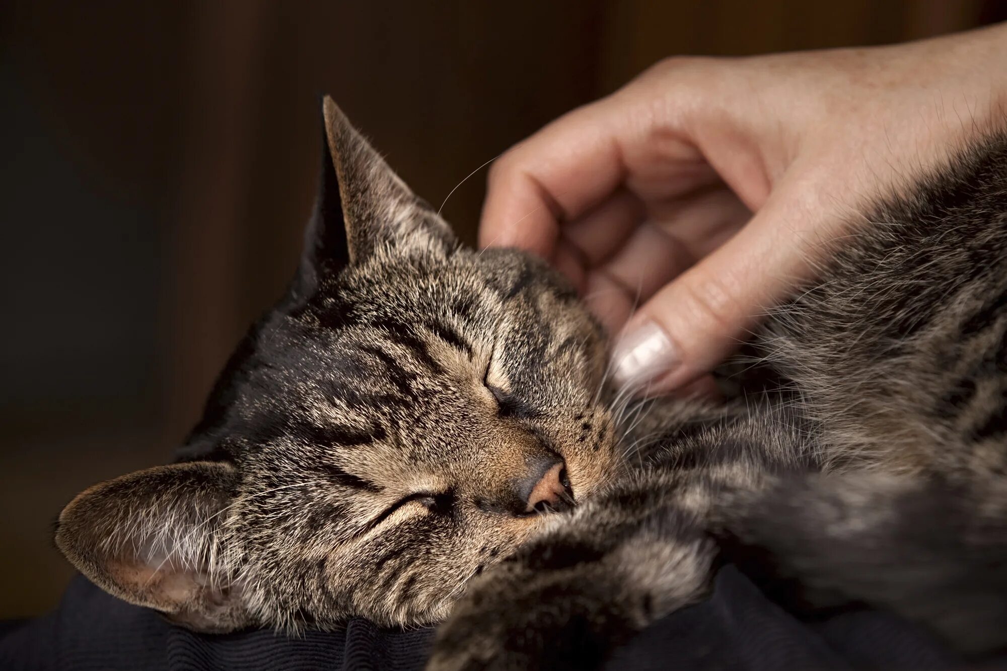 Почему котята мурчат. Гладить кота. Котика гладят. Мурлыканье кошки. Поглаживание кошки.