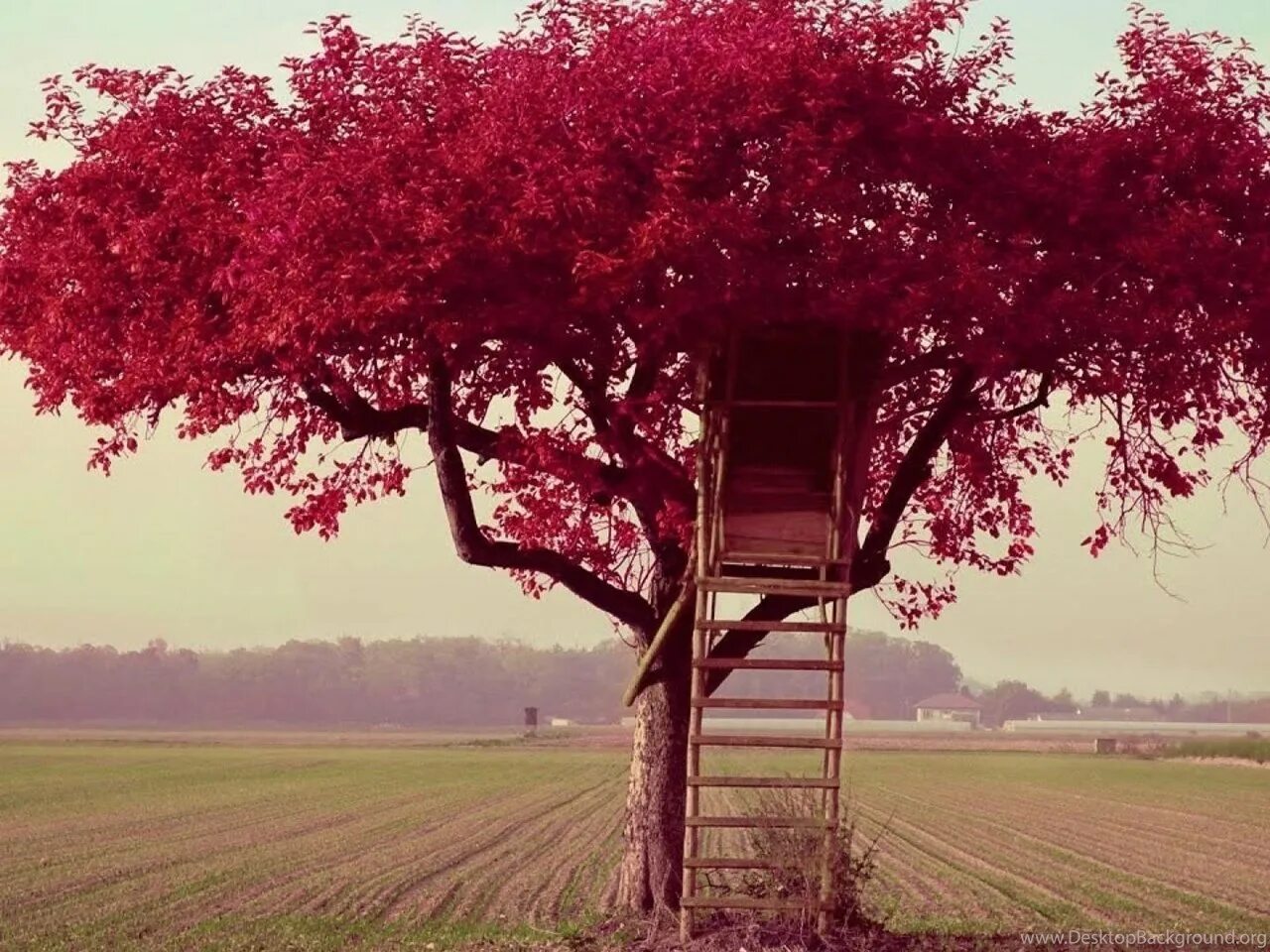 Красноватая краска из одноименного дерева 6 букв. Красивое дерево. Разные деревья. Дерево фото. Дерево с раскидистой кроной.