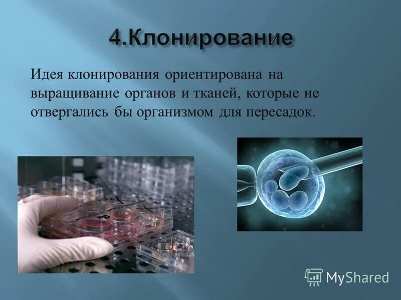 бесплатное клонирование системы. клонирование клеток. клонирование животных овечка долли. овечка долли схема клонирования. клонирование бесполое размножение.