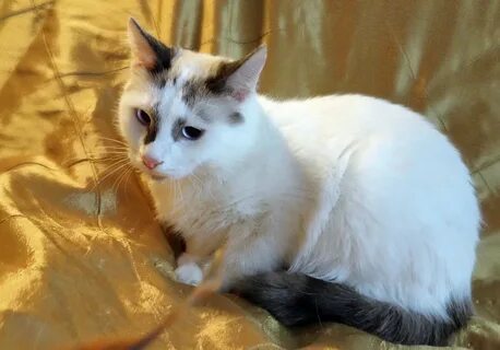 Отдам кошку москва
