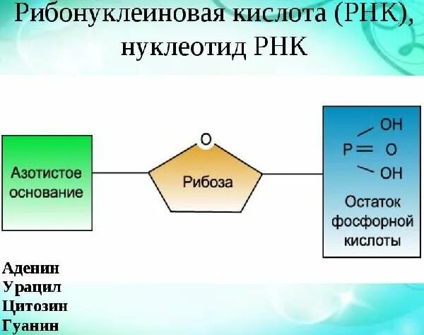 Компоненты рнк