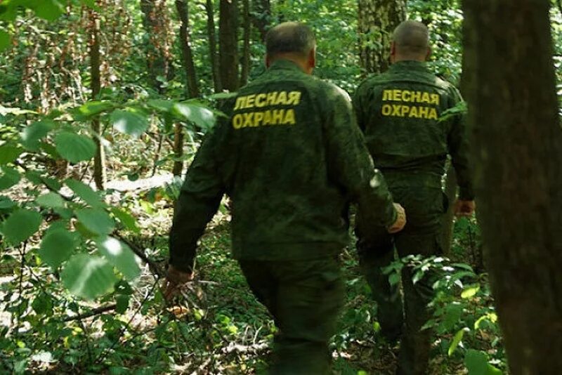 патрулирование лесов от пожаров. охрана леса законодательство. закон озборевалежника. закон лесничества.
