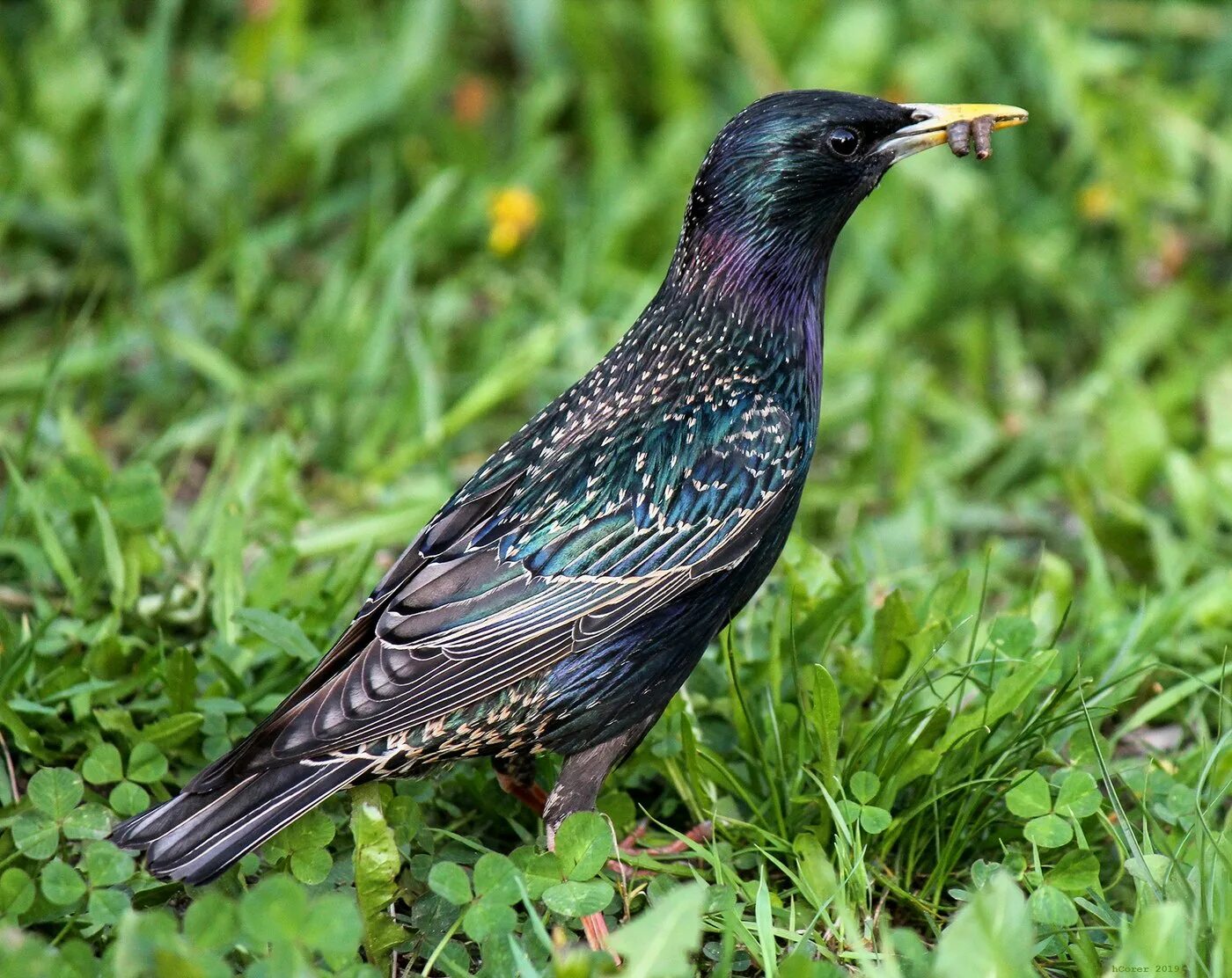 Обыкновенный скворец (Sturnus vulgaris). Шпак скворец. Обыкновенный скворец Шпак. Шпак пташка. Что такое скворец