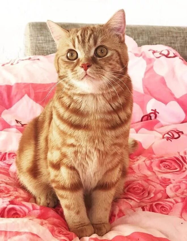Как называется кот который. Дамская кошка. название котика. кошачьи имена. имена кошек по породам.