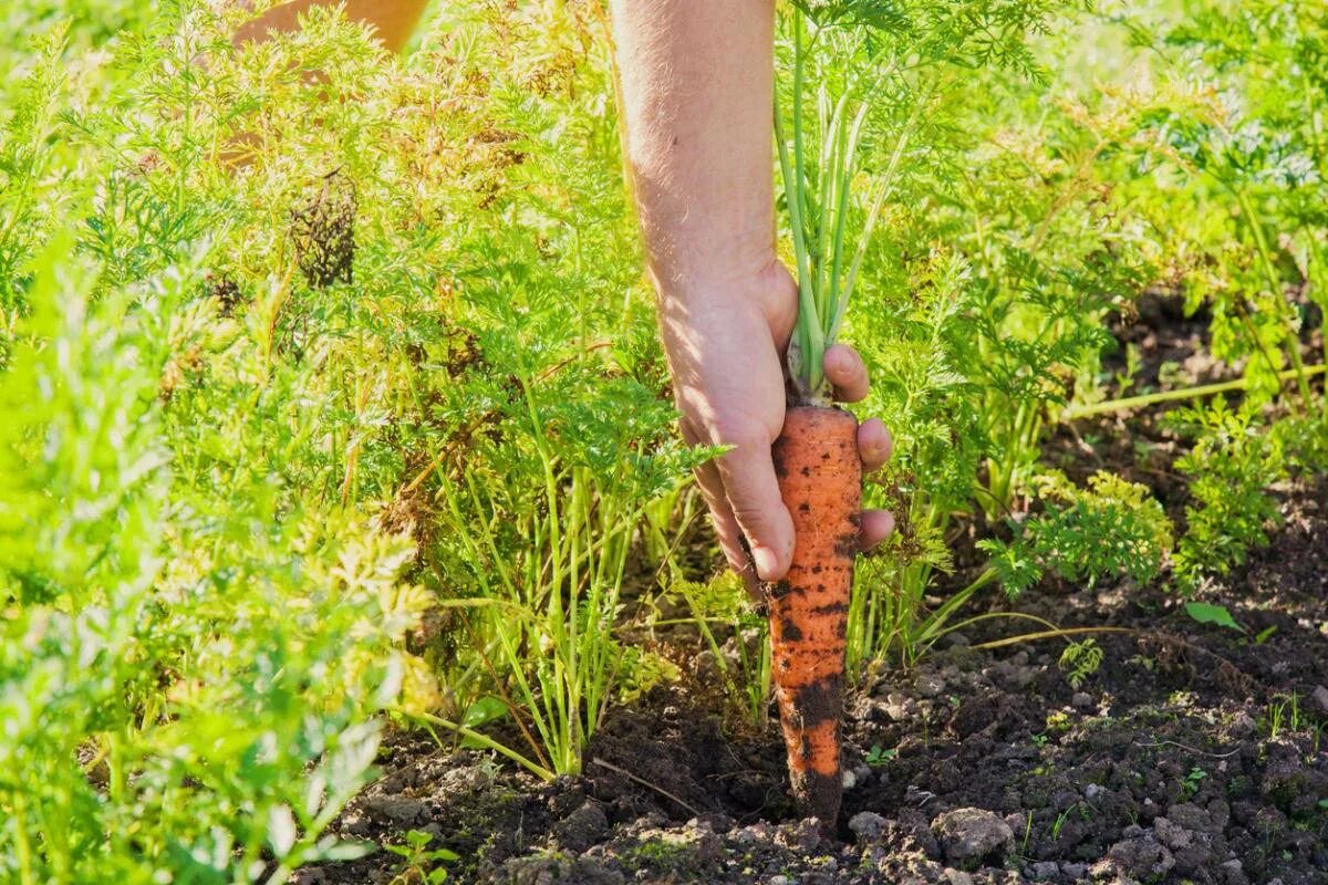 Морковь на грядке. Прополка моркови. Морковь в огороде. Уборка моркови. Когда сажать морковку