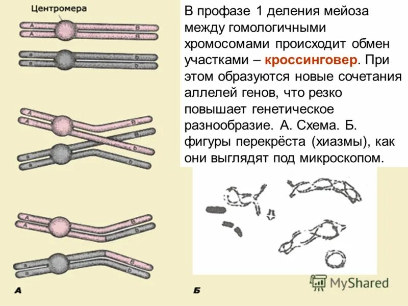 При мейозе расхождение гомологичных хромосом происходит в. Схема конъюгации и кроссинговера. Между гомологичными хромосомами происходит кроссинговер. В профазе 1 деления мейоза происходит. Кроссинговер происходит в.