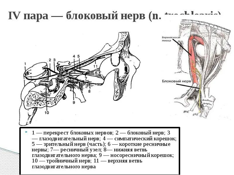 7 черепной нерв. Блоковый черепно-мозговой нерв. Рефлекс блокового нерва. Блоковый нерв путь. Ход блокового нерва схема.