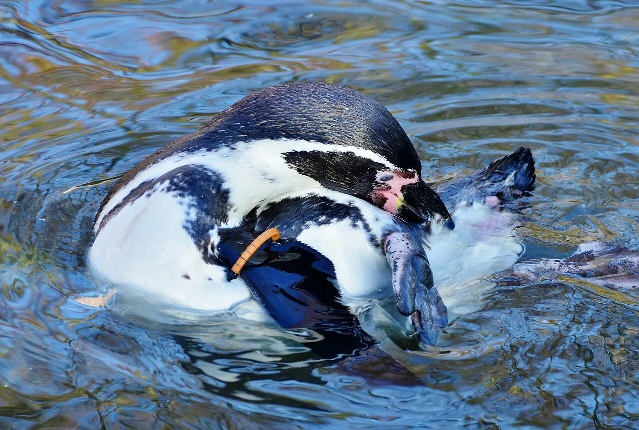 Королевский пингвин ныряет. Пингвины под водой. Королевский пингвин ныряет. Пингвин ныряет. Пингвин плавает.