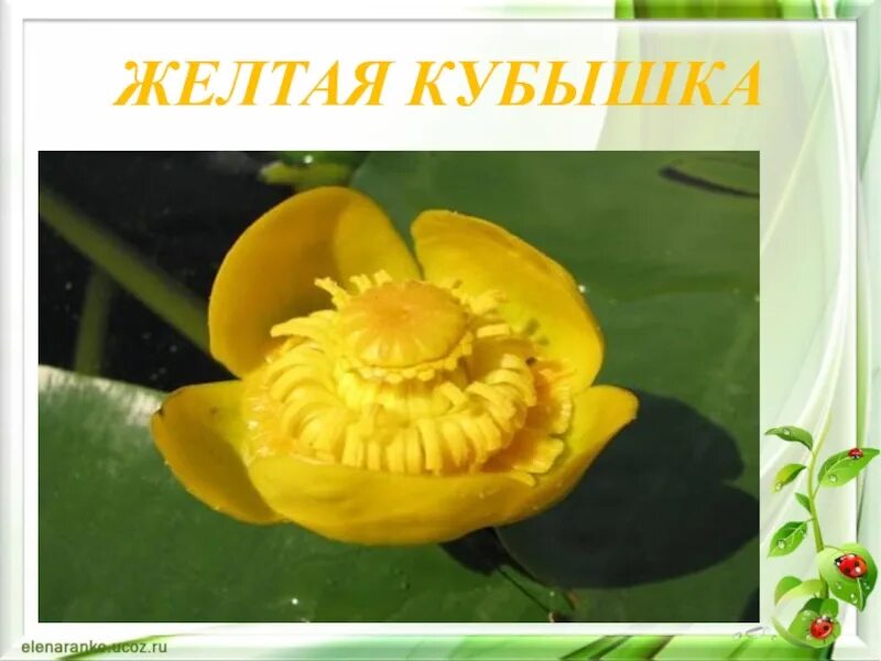 Как найти кубышку. Кубышка желтая формула цветка. кубышка. кубышка желтая презентация. желтые цветы похожие на кубышку.