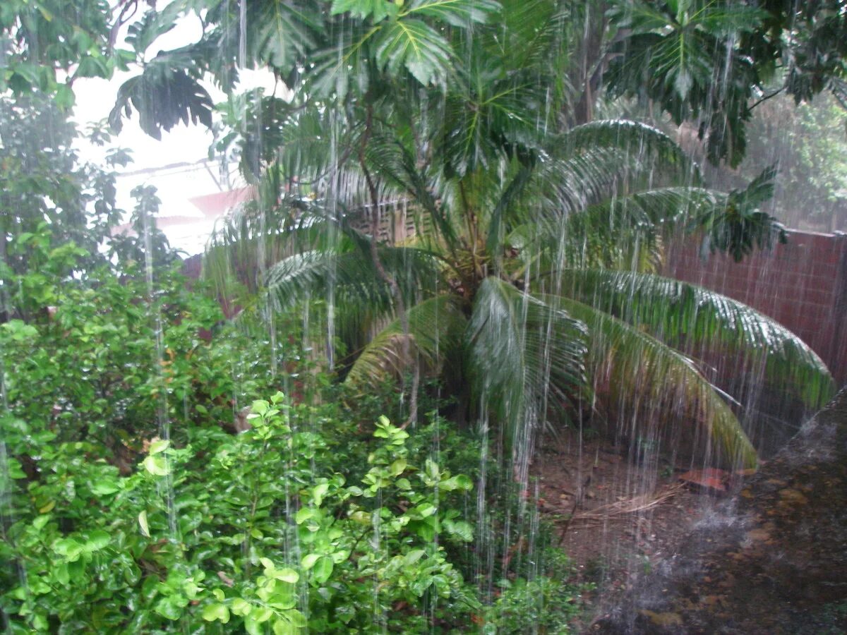 Муссонные леса Индии. Тропический Муссон в Индии. Ливневый тропический дождь. Тропический лес Индии климат.