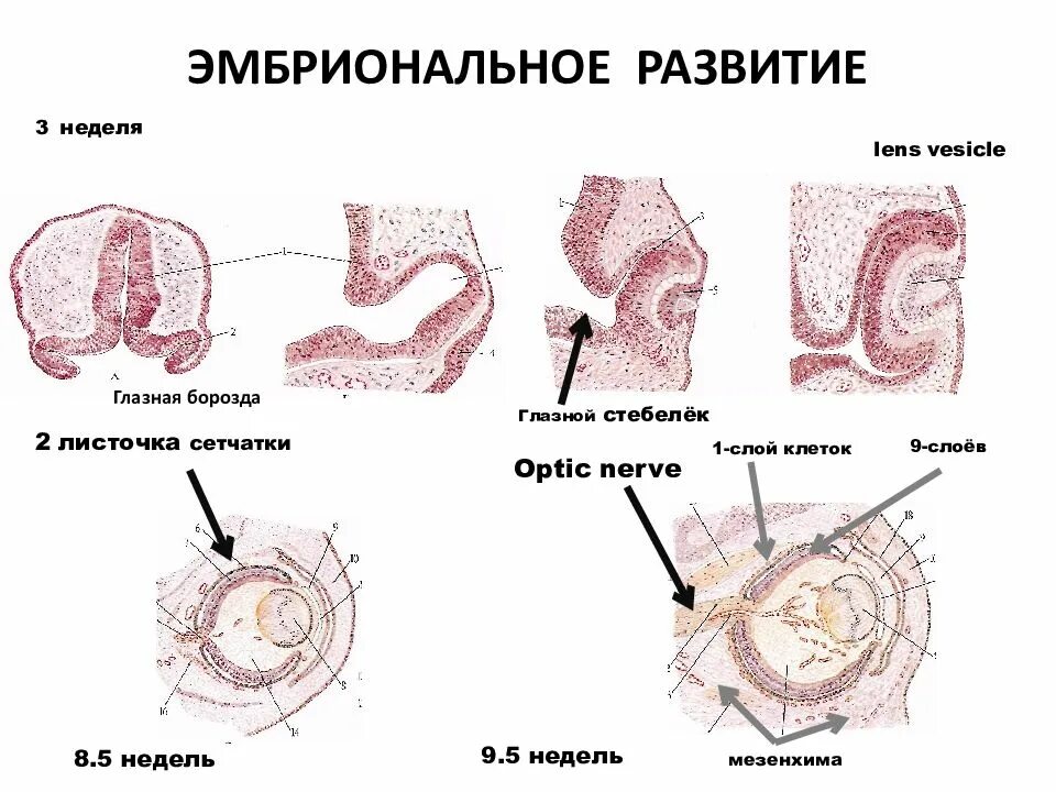 Формирование органов человека. 1 Неделя эмбриогенеза гистология. Развитие эмбриона гистология. Гистология периоды развития зародыша. Эмбриогенез глаза гистология.
