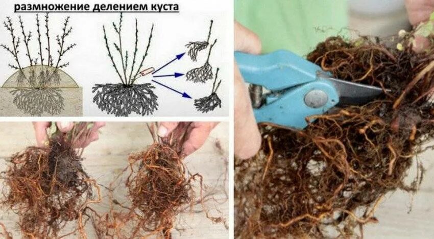 Корневая система гортензии. Черенкование спиреи японской. Деление куста спиреи. Спирея серая размножение делением куста. Черенки спиреи.