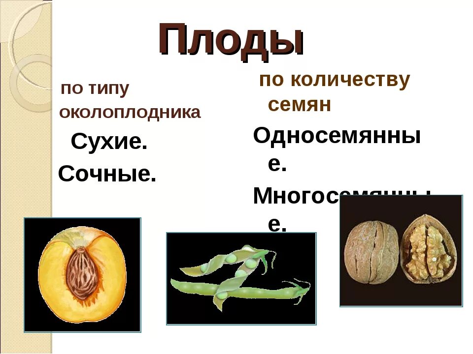 Корни образования горькие но плоды сладкие. Плоды по количеству семян. Околоплодник сухой и сочный. Типы околоплодника. Функции околоплодника.