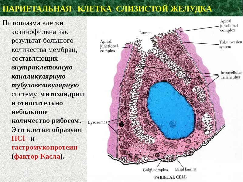 Париетальные и обкладочные клетки желудка. Париетальные клетки желудка препарат. Гастринпродуцирующие клетки желудка. Париетальные клетки слизистой оболочки желудка секретируют. Слизистые клетки вырабатывают