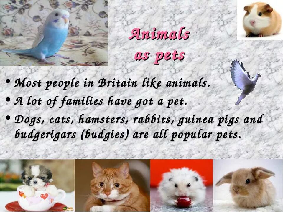 Most people like. Animals in great Britain. Pets in great Britain. Животные Британии на английском с переводом. Domestic animals in Britain.