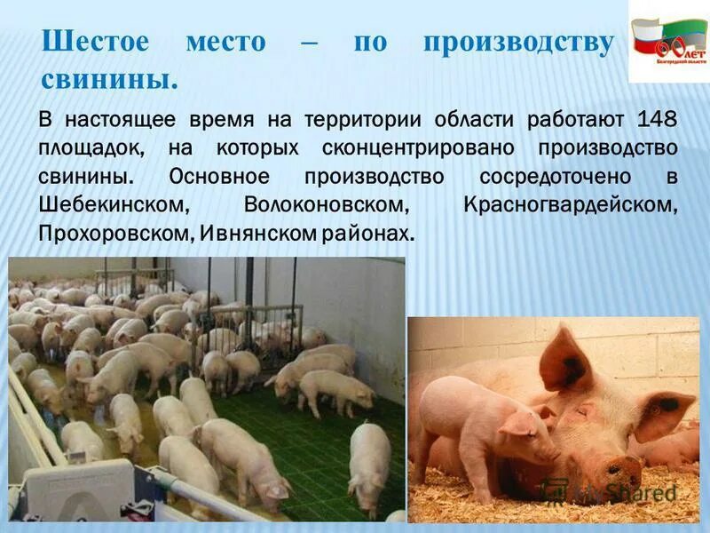 особенности технологии производства свинины. технология производства свинины. особенности производства свинины. свинокомплекс новгородский бекон. презентация на тему свиноводство.