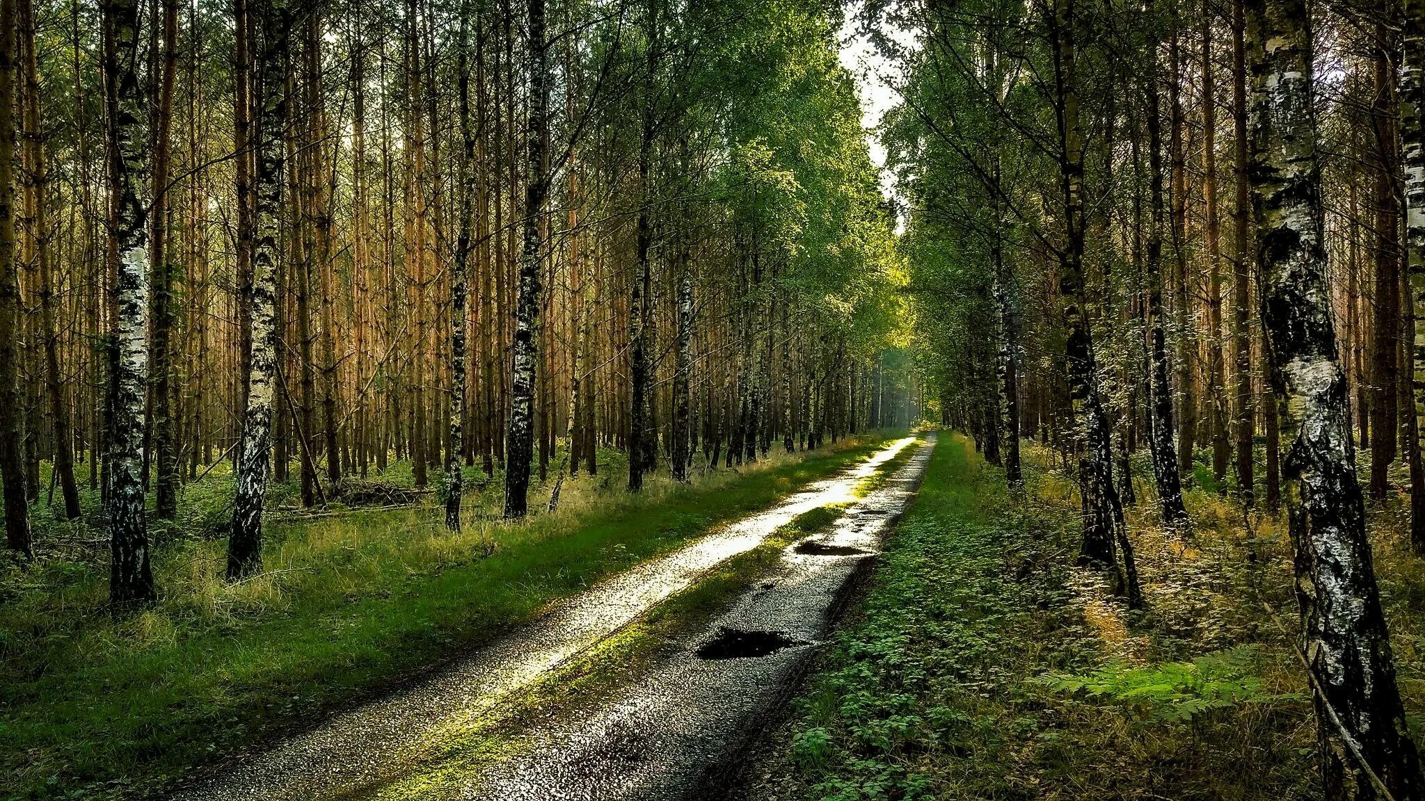Середневский лес. Дорога в лесу. Лесная дорога. Тропинка в лесу. Придорожный лес