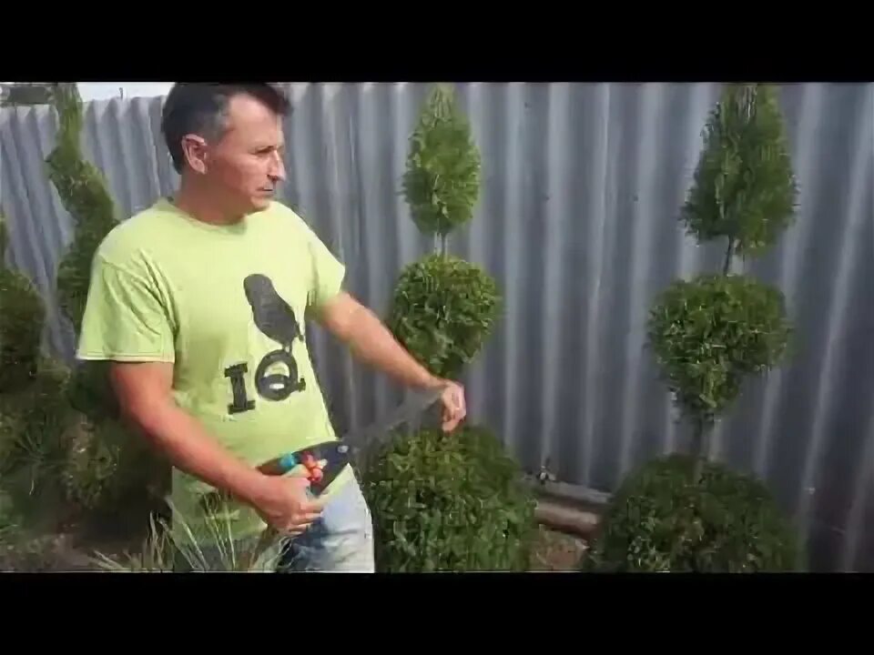 Стрижка туи восточной. Топиарная стрижка туи спиралью. Топиарная стрижка туи смарагд. Стрижка туи брабант для начинающих. Зеленая мастерская стрижка хвойников.