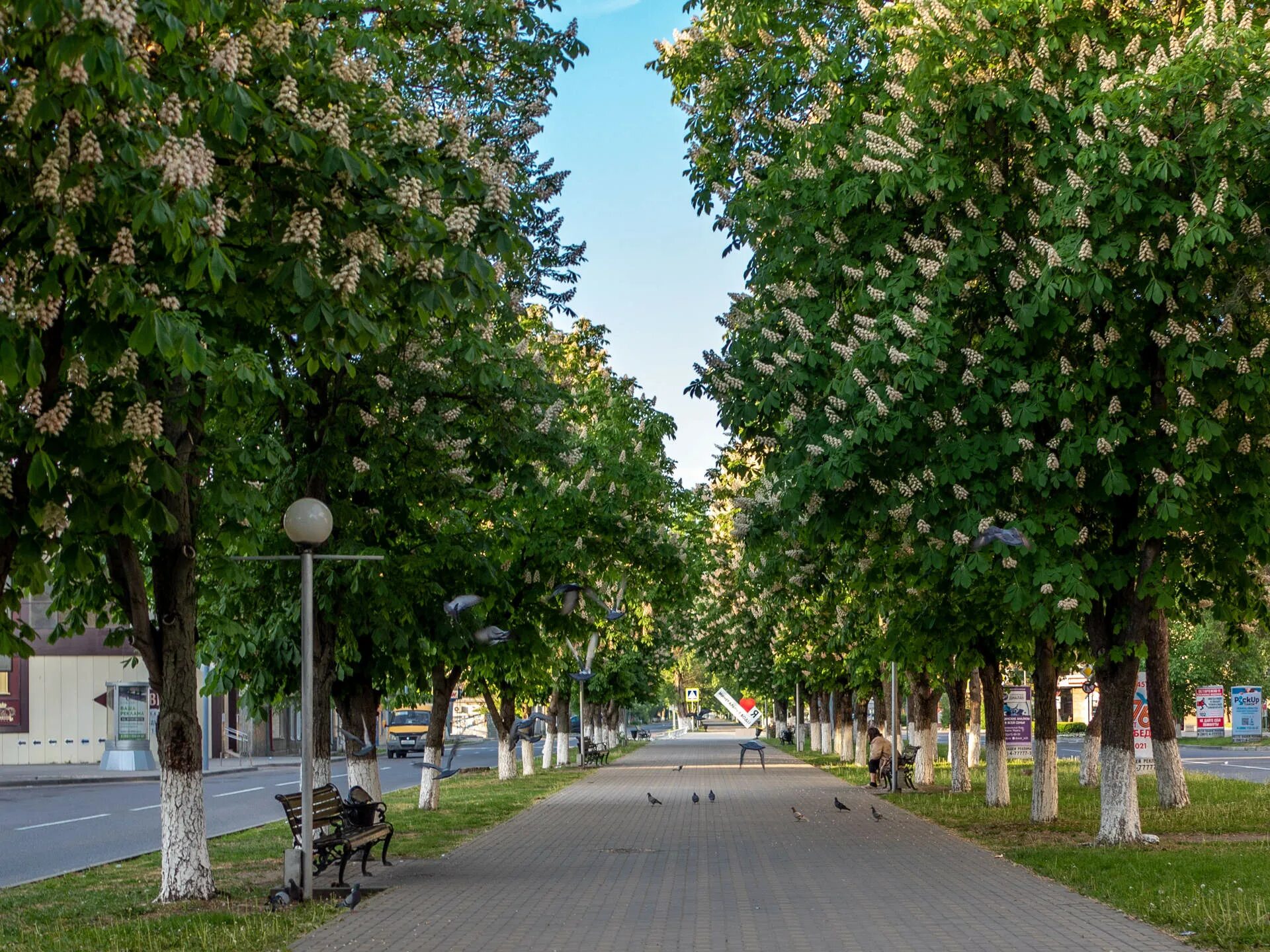 Каштановая аллея ульяновск. Каштановая аллея малая охта. Ул каштановой аллее. Каштановая аллея на шаумяна. Парк толстого аллея каштанов брянск.