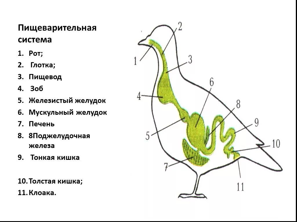 Система органов птиц пищеварительная система. Схема пищеварительной системы птицы. Пищеварительная система птиц 7 класс схема. Строение пищеварительной системы птиц. Пищеварительная система класса птиц