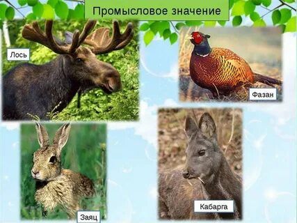 Сохатый значение