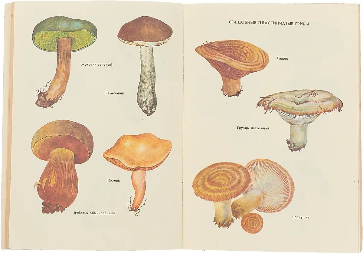 Как определить пластинчатые и трубчатые грибы. Несъедобные пластинчатые грибы. Пластинчатые грибы ядовитые. Трубчатые грибы несъедобные трубчатые грибы.
