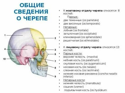 К черепным относятся