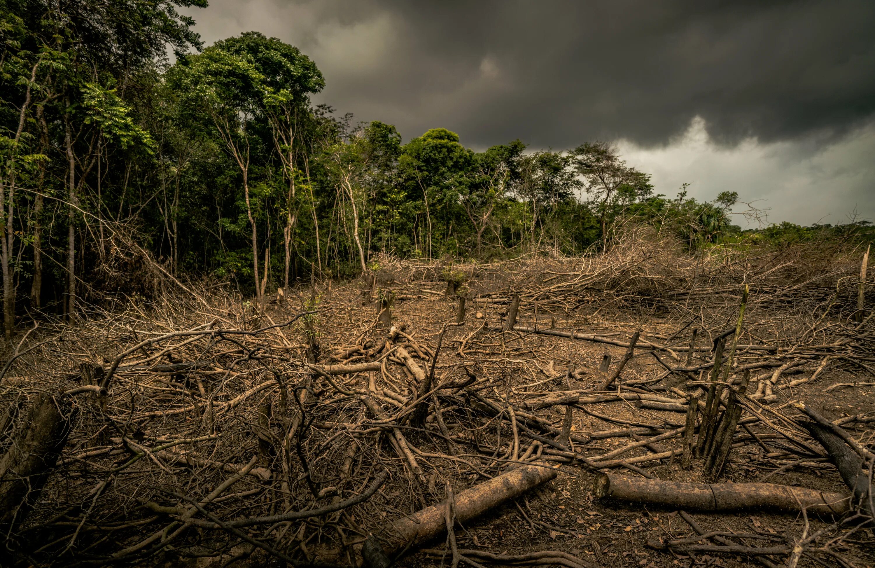 Обезлесение Бразилии. Обезлесение Мексики. Обезлесение в Индии. Forest deforestation. Проблема тропического леса