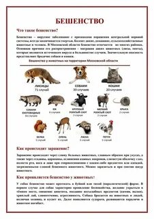 Переносчики бешенства