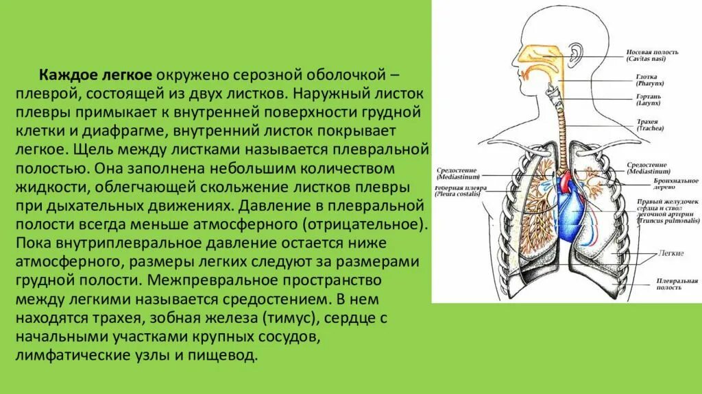 Гигиена дыхательной системы. Гигиена органов дыхания доклад. Особенности дыхательной системы. Дыхательная система у детей. Дыхание с помощью легких впервые появляется у