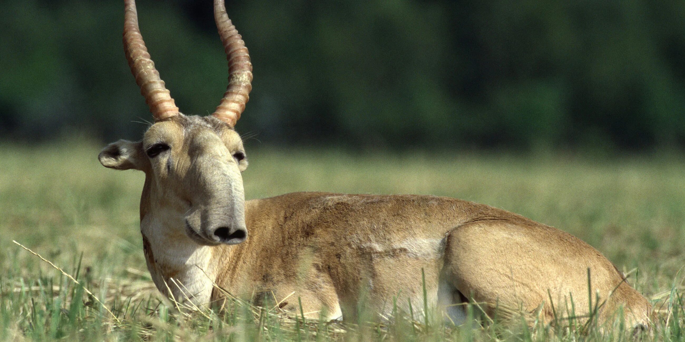 сайга (сайгак). сайга (сайгак). сайга (сайгак). кавказский сайгак. сайга антилопа.