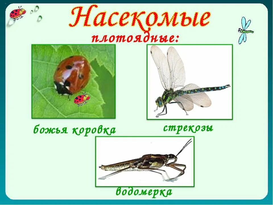 Как животные питаются 3 класс окружающий. Растительноядные насекомые. Всеядные насекомые. Насекомые это животные 3 класс. Чем питаются растительноядные насекомые.