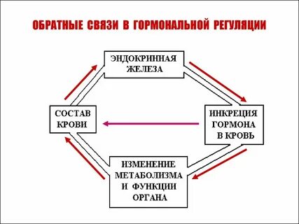 Что такое гормональная регуляция
