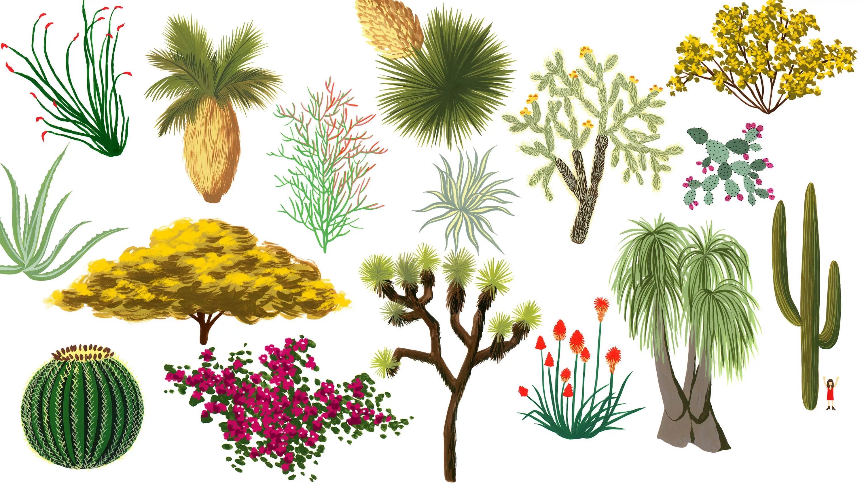 Plants kinds. Растения для дошкольников. Растения картинки. Растения пустыни. Растительный мир для дошкольников.