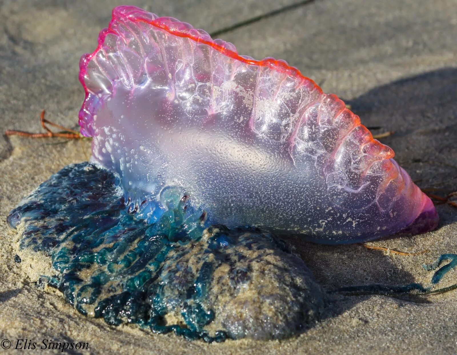 португальский военный кораблик медуза. сифонофоры описание. медуза сифонофора. сифонофора португальский кораблик. португальский военный кораблик – физалия.