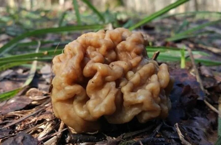 Первые весенние грибы съедобные. Весенние грибы в Подмосковье съедобные. Ранние весенние грибы съедобные сморчки. Весенние грибы Подмосковья сморчки. Строчок гриб весенний.