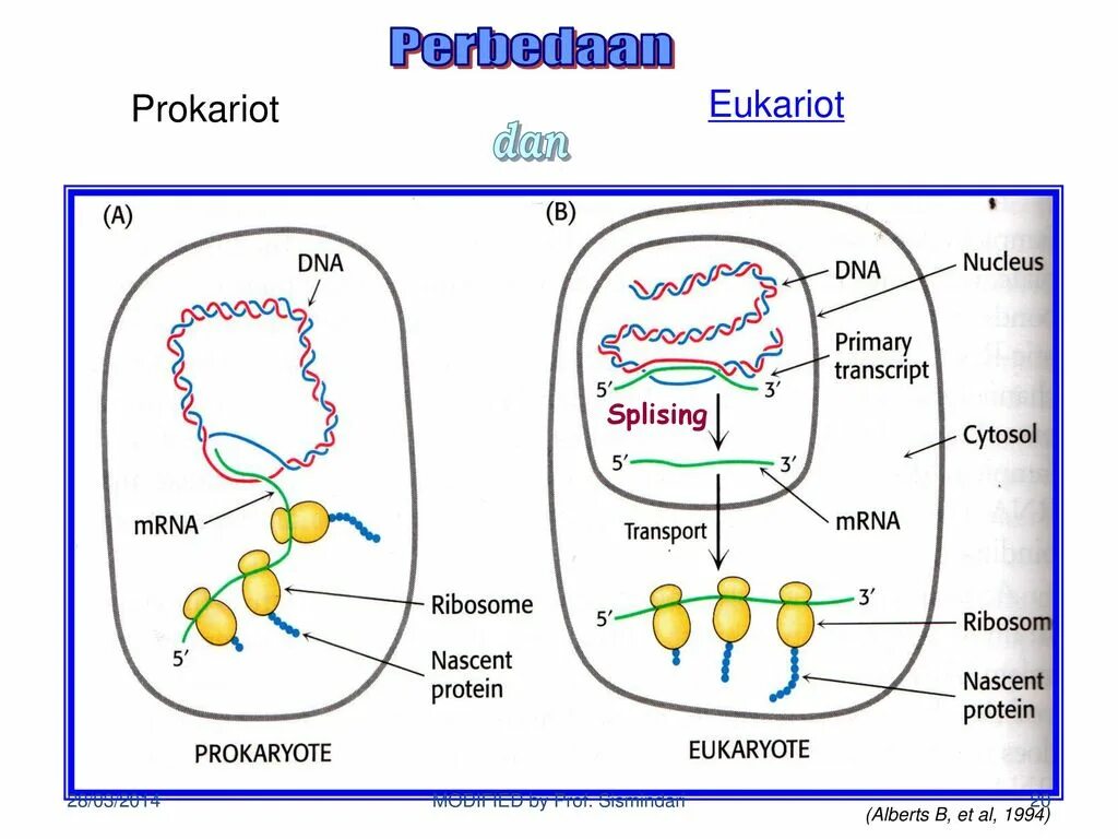 Геном прокариот. Эволюция прокариот. Внутриклеточный транспорт у прокариот. Геном прокариот картинки.