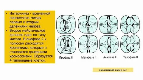Происходит кроссинговер митоз и мейоз