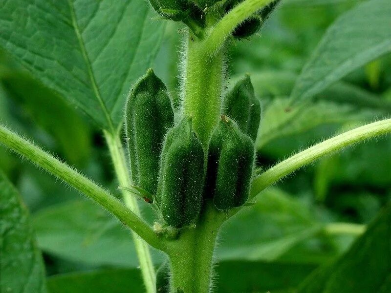 кунжут растение. где растет кунжут. кунжут растение. кунжут растение. где растет кунжут.