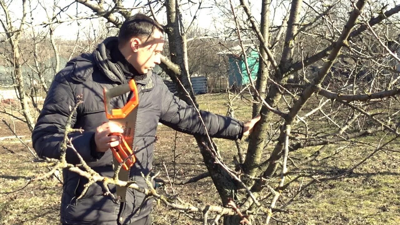 Черешни в запущенном саду тети марии видимо. Обрезка деревьев. Весенняя обрезка деревьев. Мужик обрезает дерево.