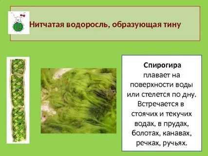 Тину на дне водоемов образуют