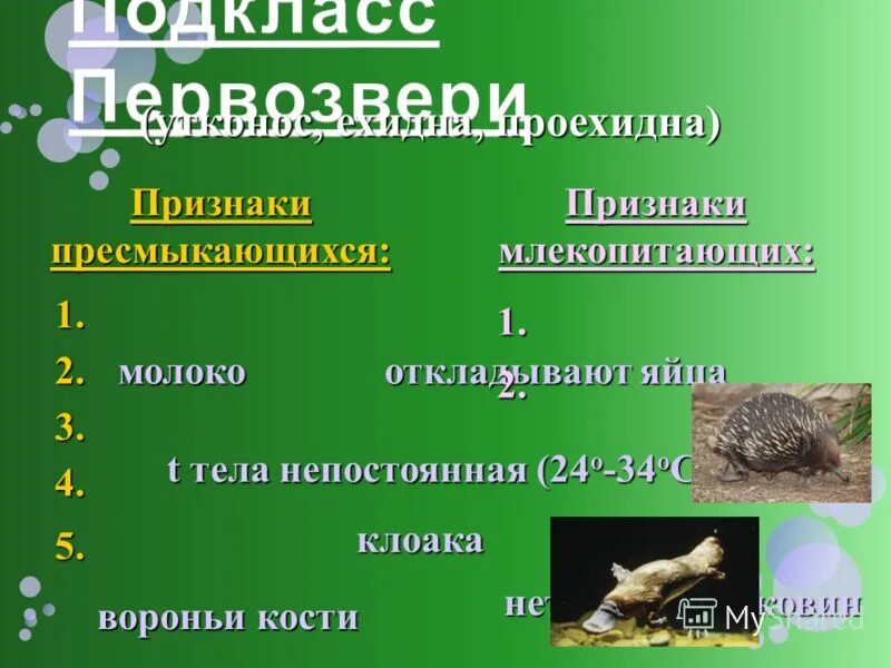 Характерные признаки пресмыкающихся 2 класс