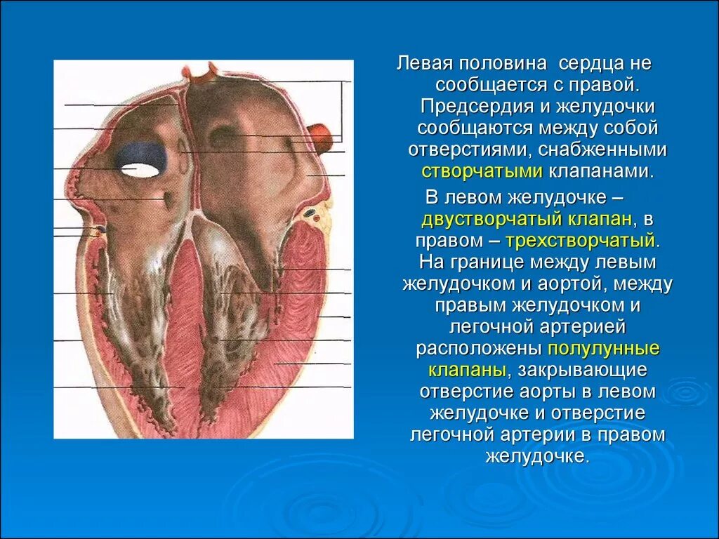 Стенки предсердий и желудочков. Половины сердца анатомия. Левая половина сердца. Структуры левой половины сердца.