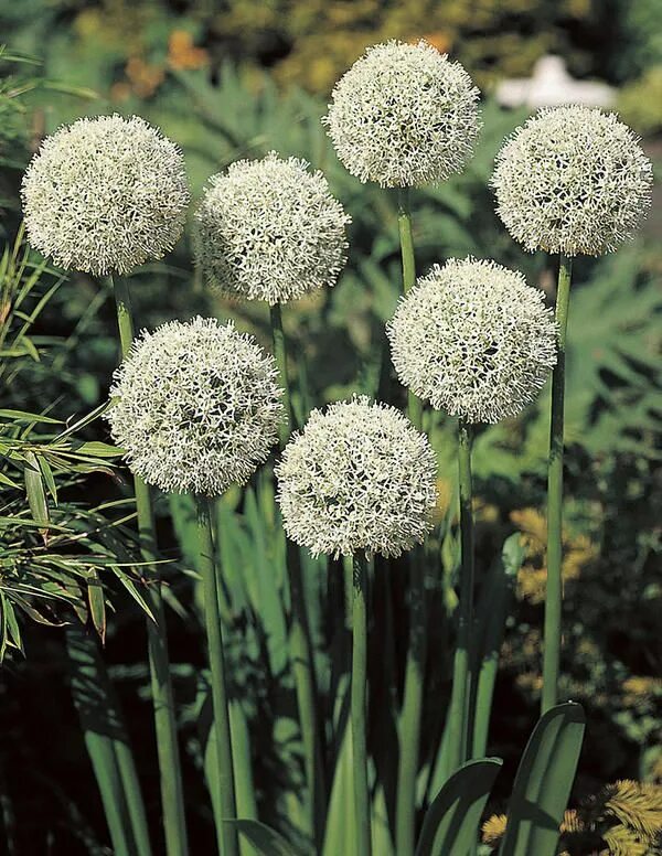 Allium Bulbs Purple & White Mix Perennial Bulb. 3 Bulbs Bulb flowers, Perennia