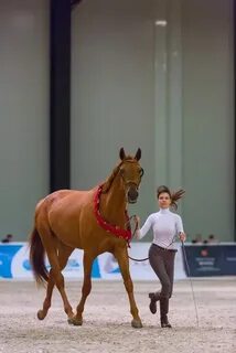 Эквирос 2024 конная выставка