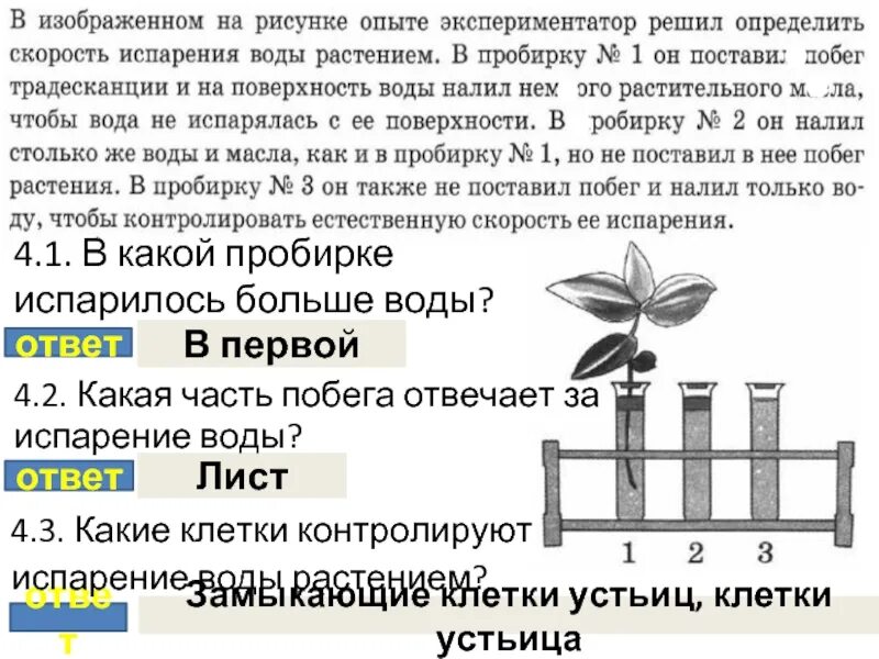 Вода в растении впр 6 класс биология. Испарение клетка растений. Испарение в пробирке. Какие клетки контролируют испарение воды растением. Испарение воды растениями.